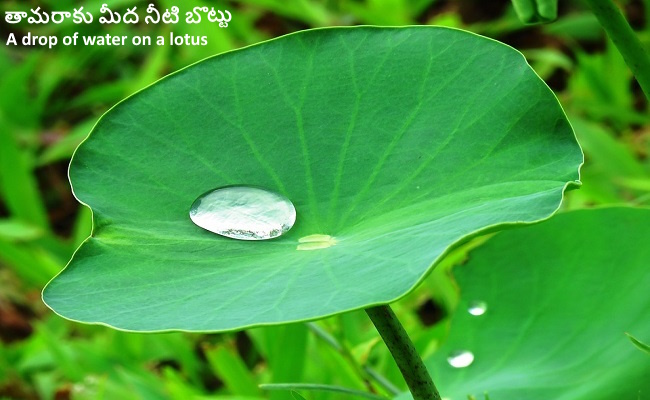 Be like water drop on Tamara leaves. Be like an observer/witness in the world illusions.